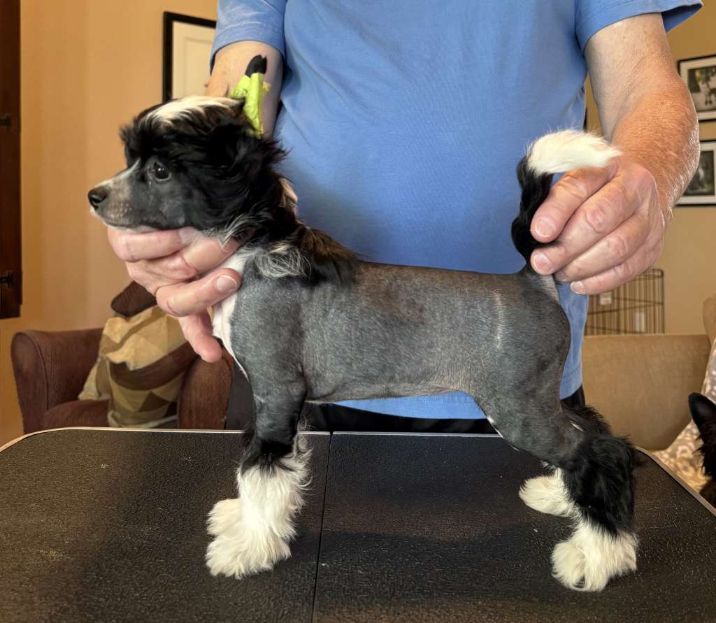 Puffin N Wind Vision Statement