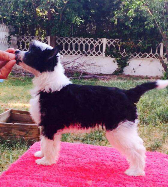 Valkrest Indianapolis