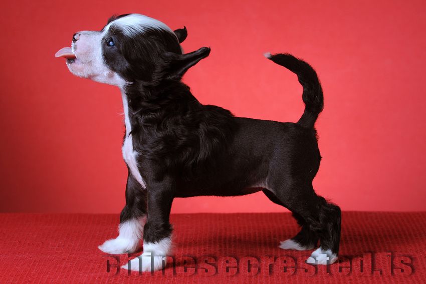 Picture