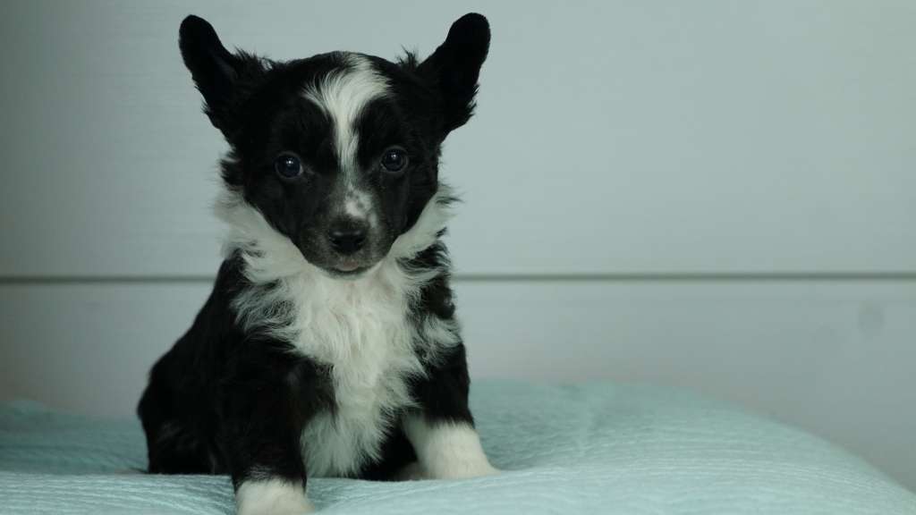 Vivald Planet Of Dream