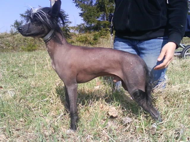 Unicorn's Zorro of Olivera