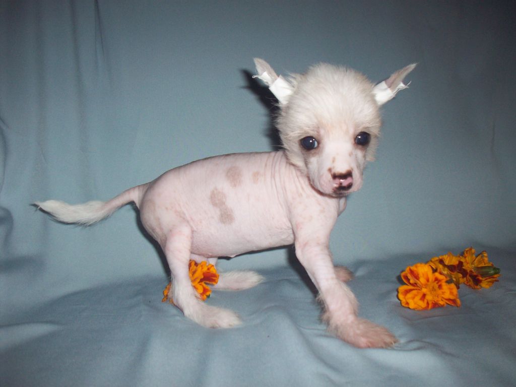 Denver Iz Vanil"nyh Snow