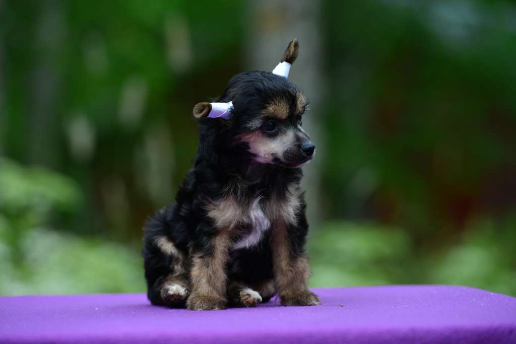 Sun Dan Saluting Magma