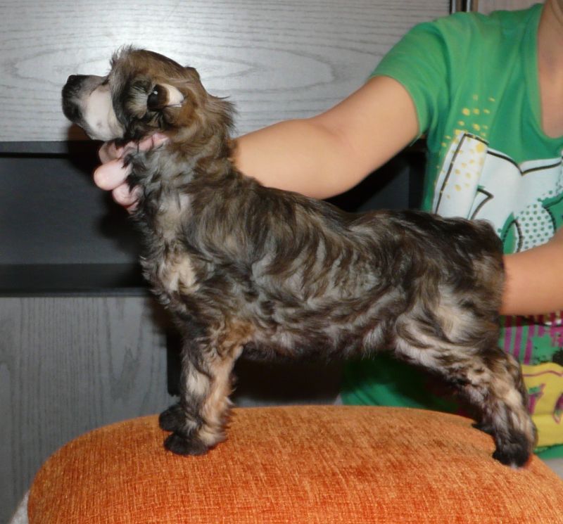 Valentino Piaulau-Gou