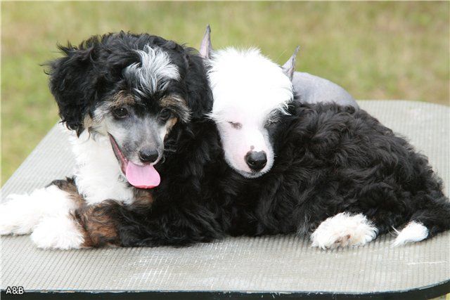 Tsyganskiy Baron Ot Volnogo Psa