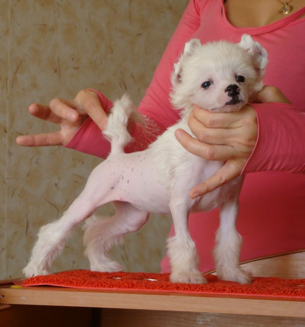 Zlato Dinastii Kameron Diaz