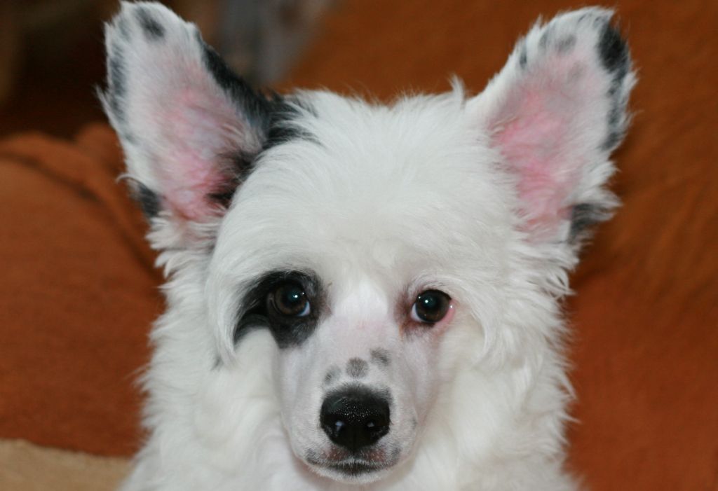 Sky Miracle Asterisk