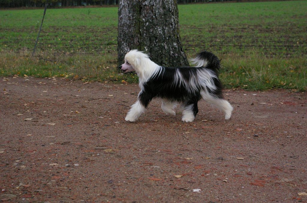 Mstical Lady Bo Jangle