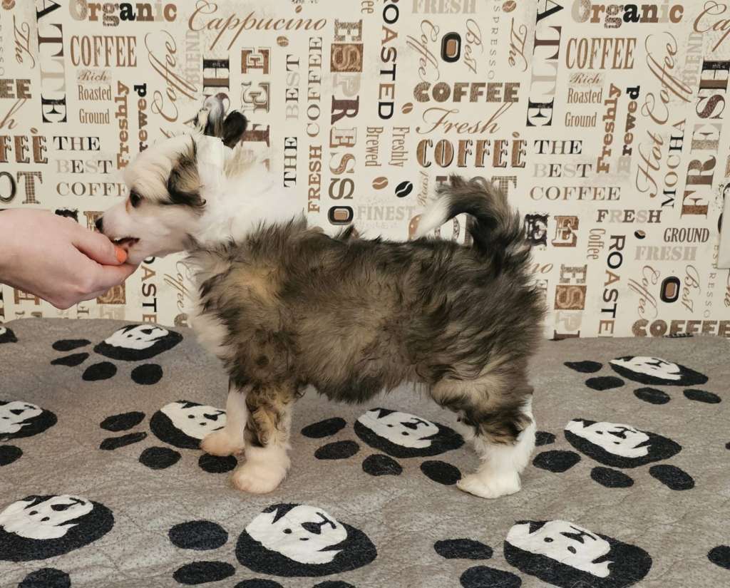 Pinky Twinky Hold My Halo