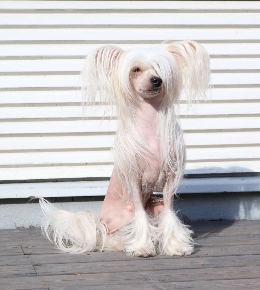 Fina'Starlight Frida