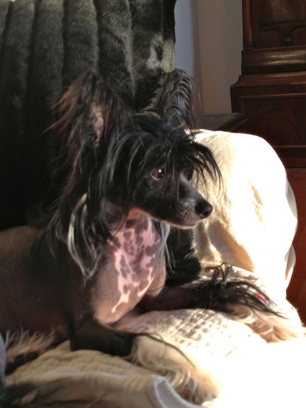 Fancy Pants Bodeswell for N'CO.