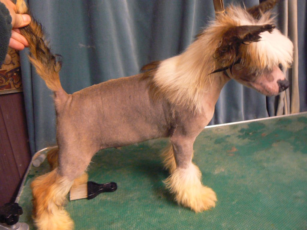 Doucai's Strutting It Well