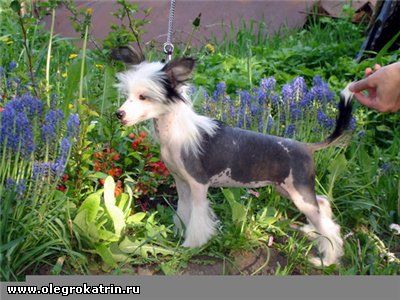 Olegro Katrin Provinciya