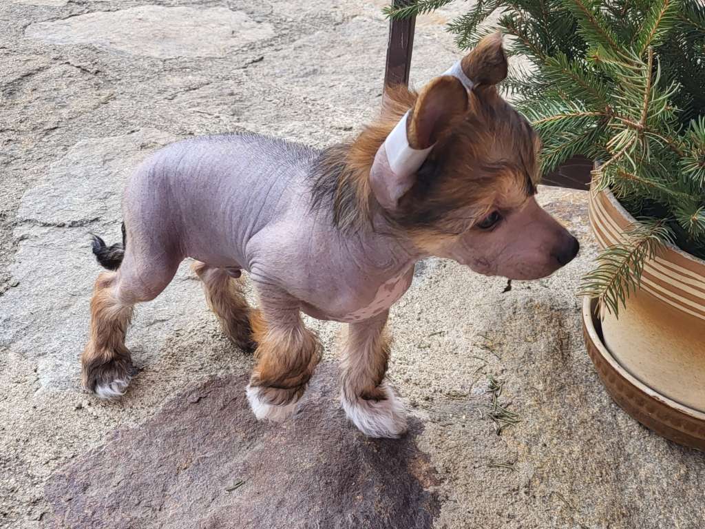 Archie Calima Elenis