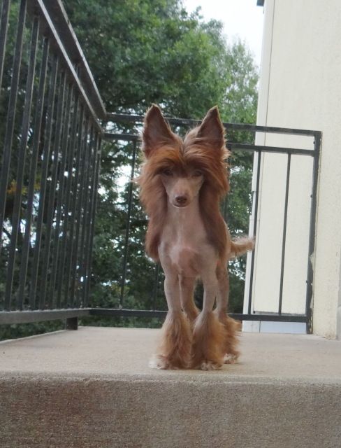 Vellar Pljus Charodey From Chokolate Empire