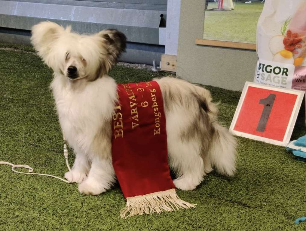 Artic Flyer's Snitches Get Stitches