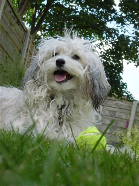 Tamarsh Special Magic