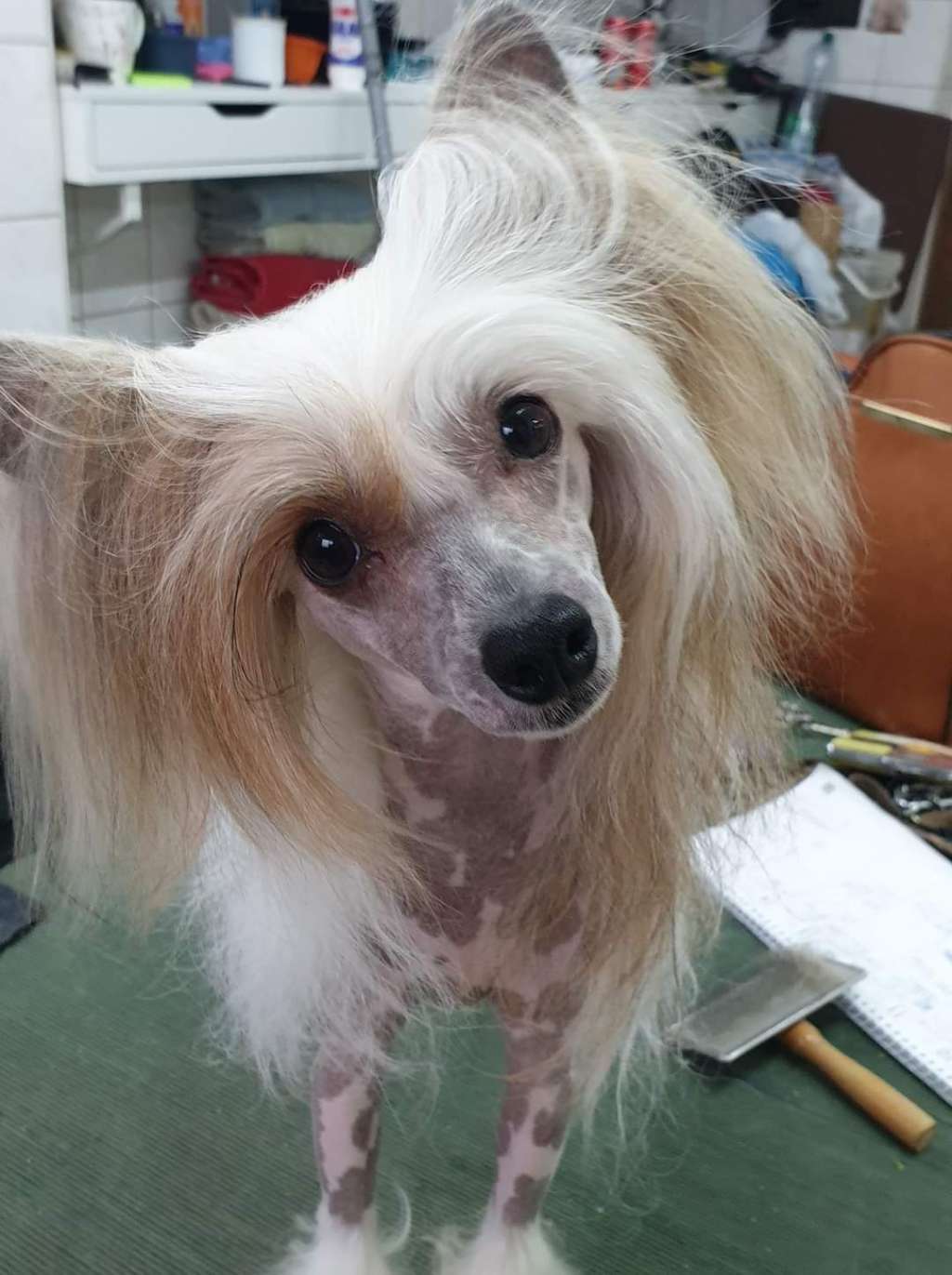 Bendeguz Cerberus Crumerum