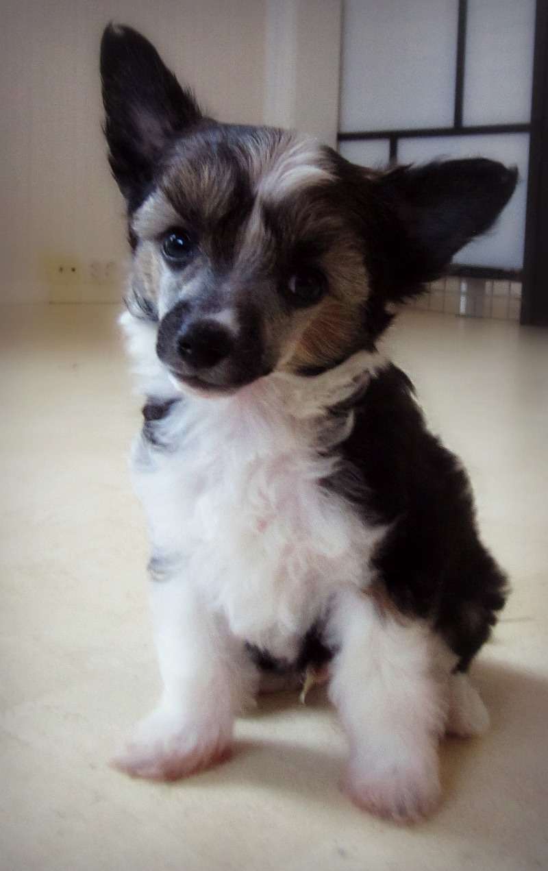 Tippytoes Passepartout