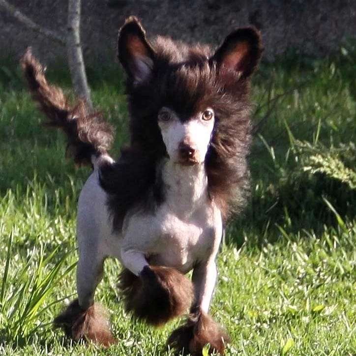 Star Level  Number One