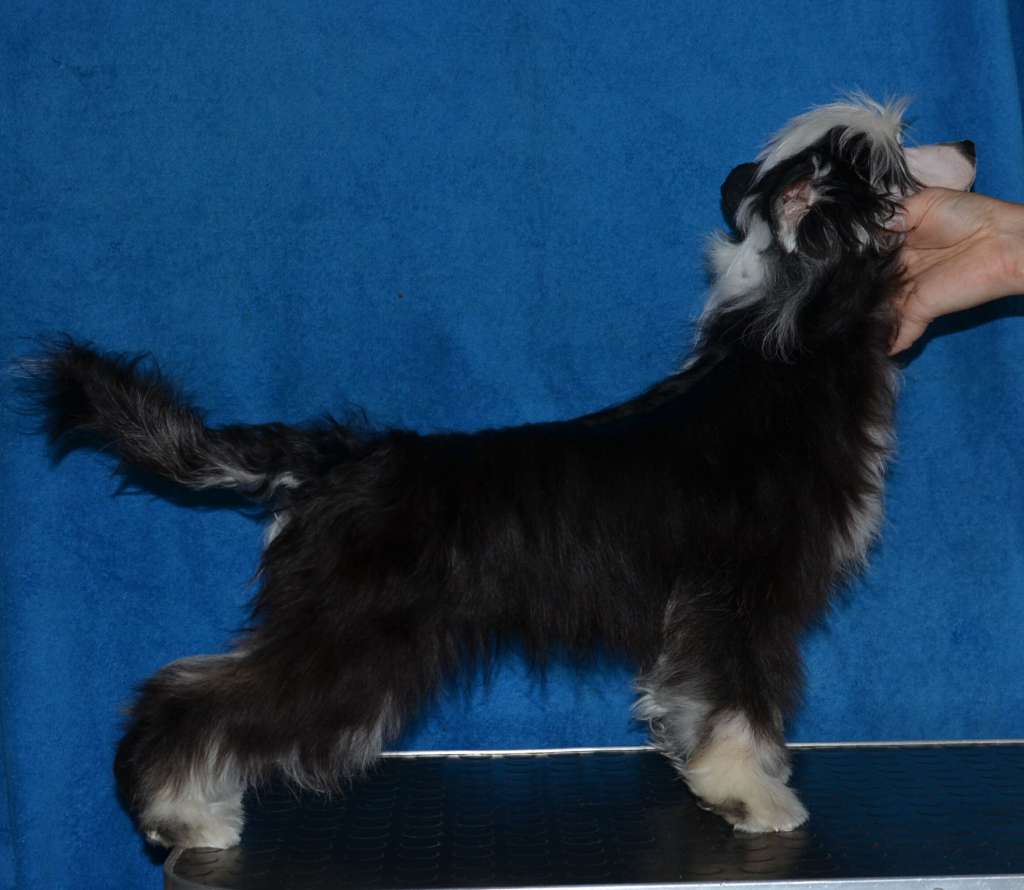 Magic of Success Genesis