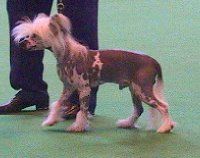 Moonswift Wind Devil