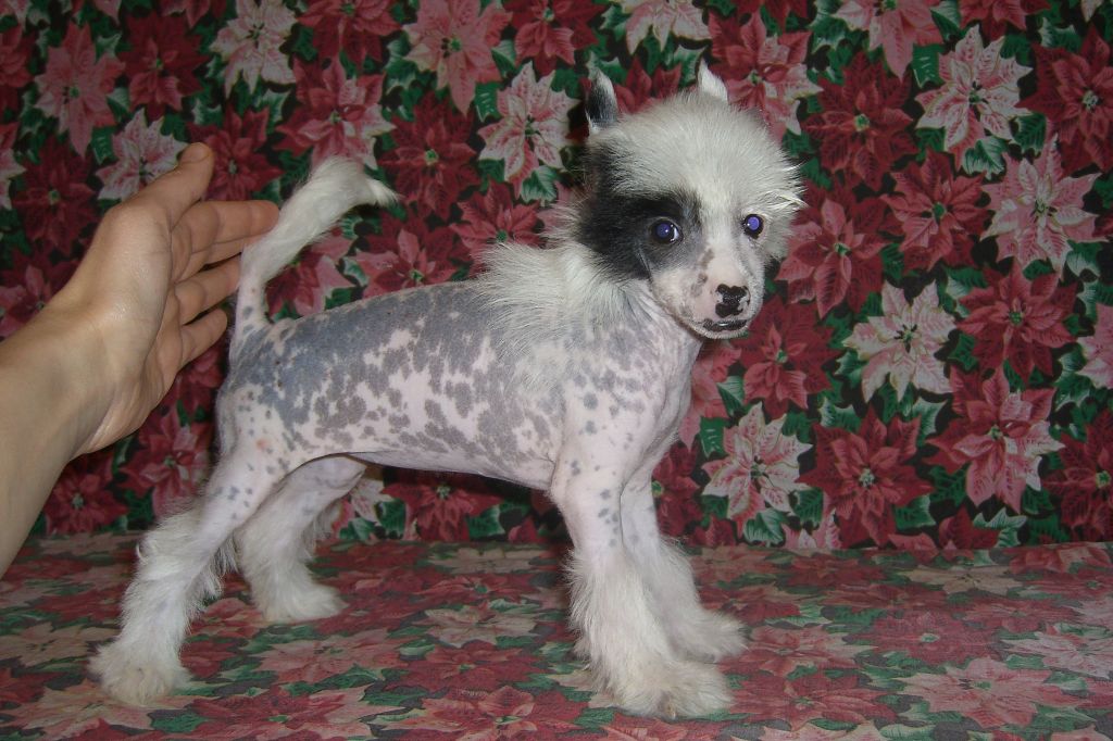 Djerry-Megan Chinesische Engel