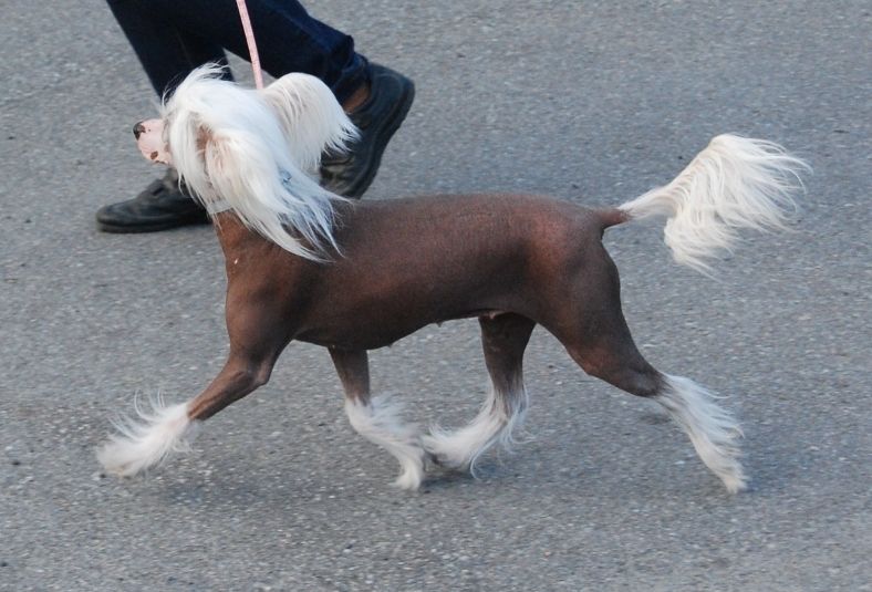 Trønderpia's Living Dream