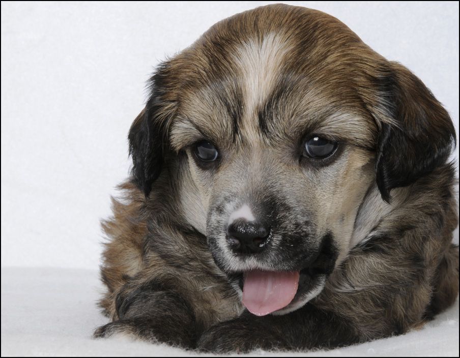 Sunstreaker Insane Logic