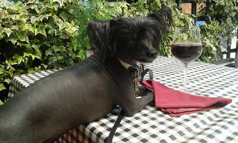 Scherzando Demetrius