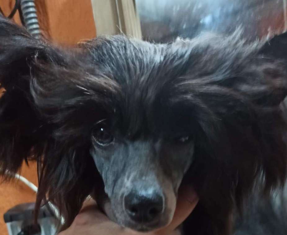 Magnus Staff Eloise Song