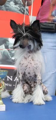 Dogland Happy Emotional Dream