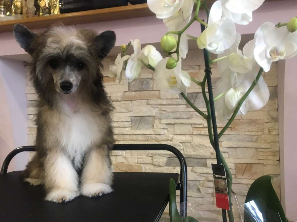 Betsy Queen Natalexx Life