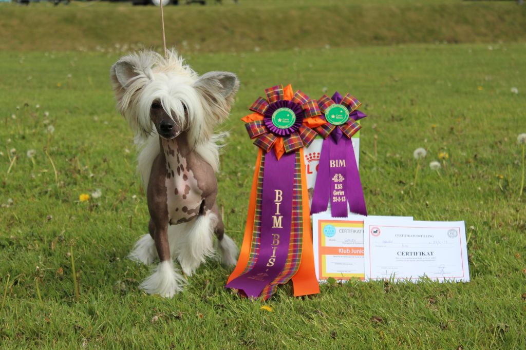 Lionheart Kristal Klear