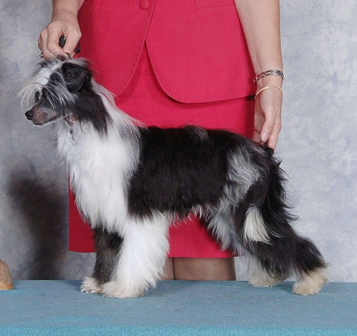 Tilea's Night To Remember