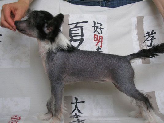 Snow Mirekl Leila Dancing