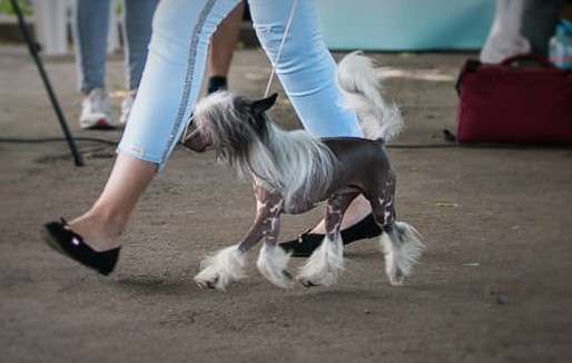 Dillon Planet Of Dream