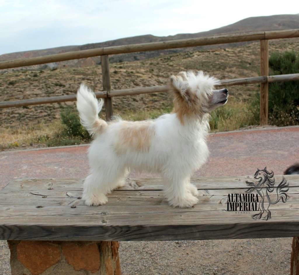 Altamira Imperial Hennessy