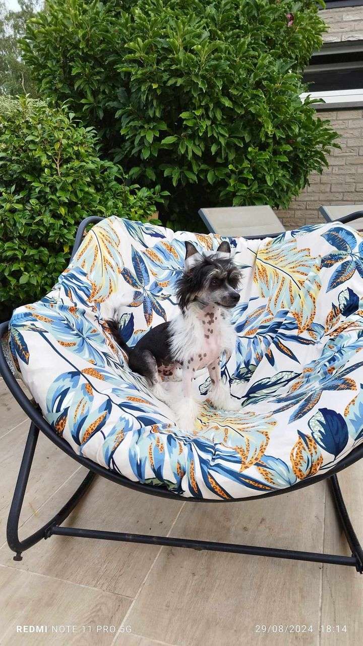 Il était une fois X Bumblebee