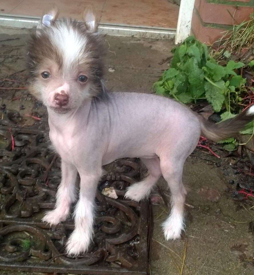 Jekadi's Bloom of Bloodmoon