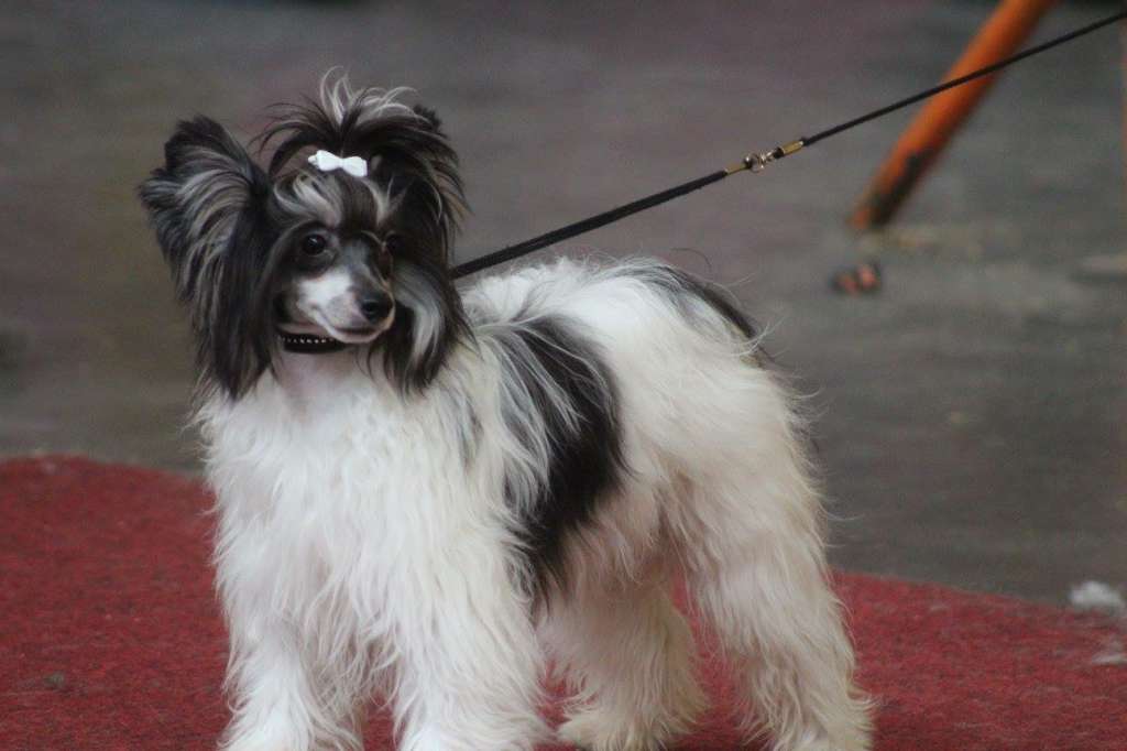 Qing Lucious of Livin la Vida Loca