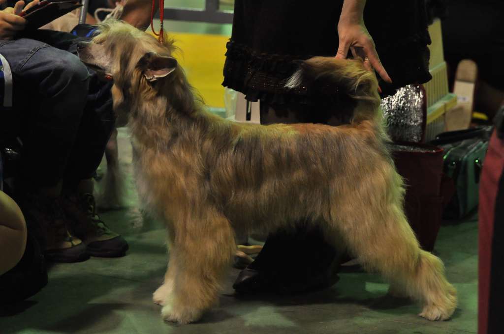 My Vanity Fair Spartak(puff)