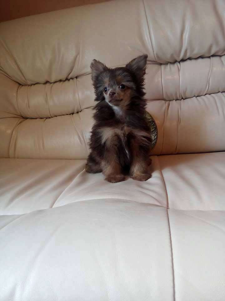 Vellar Pljus O-L Ljubimy