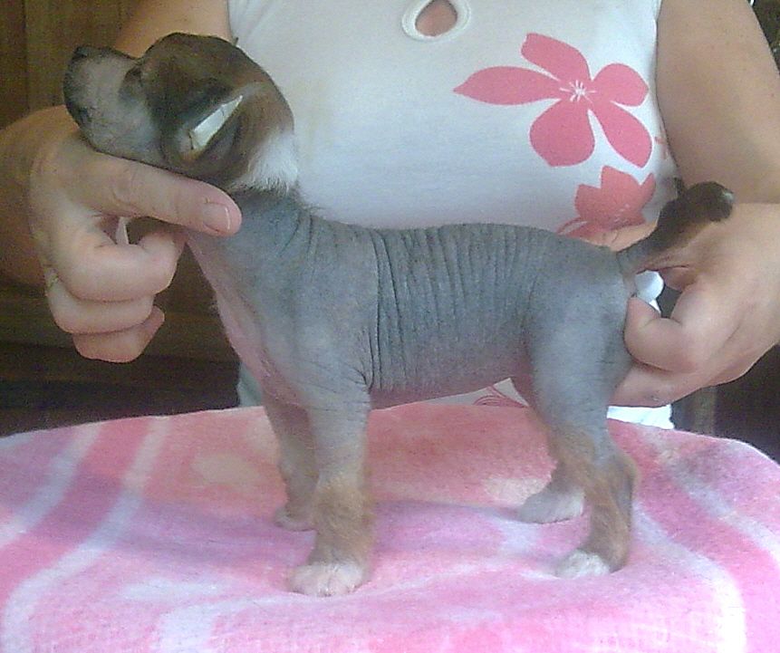 Bozo Gang's Altissimo