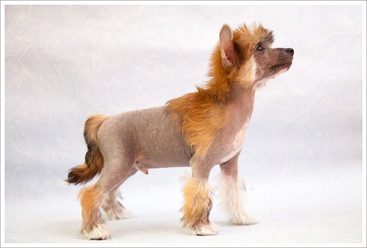 Olegro Katrin Vandersar