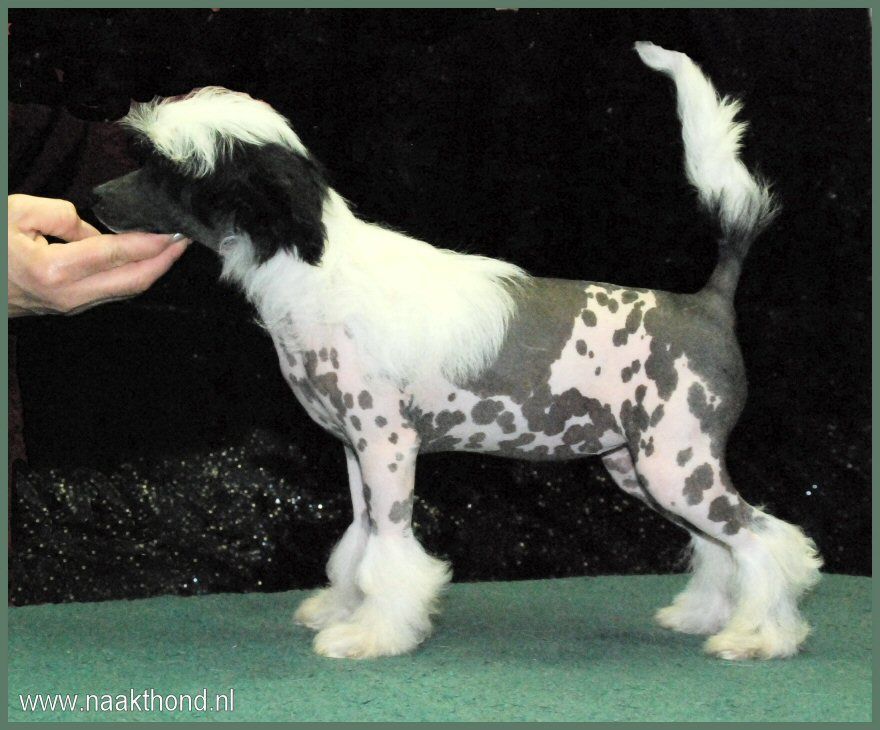 Extraordinary Cute of Roxy's Pride