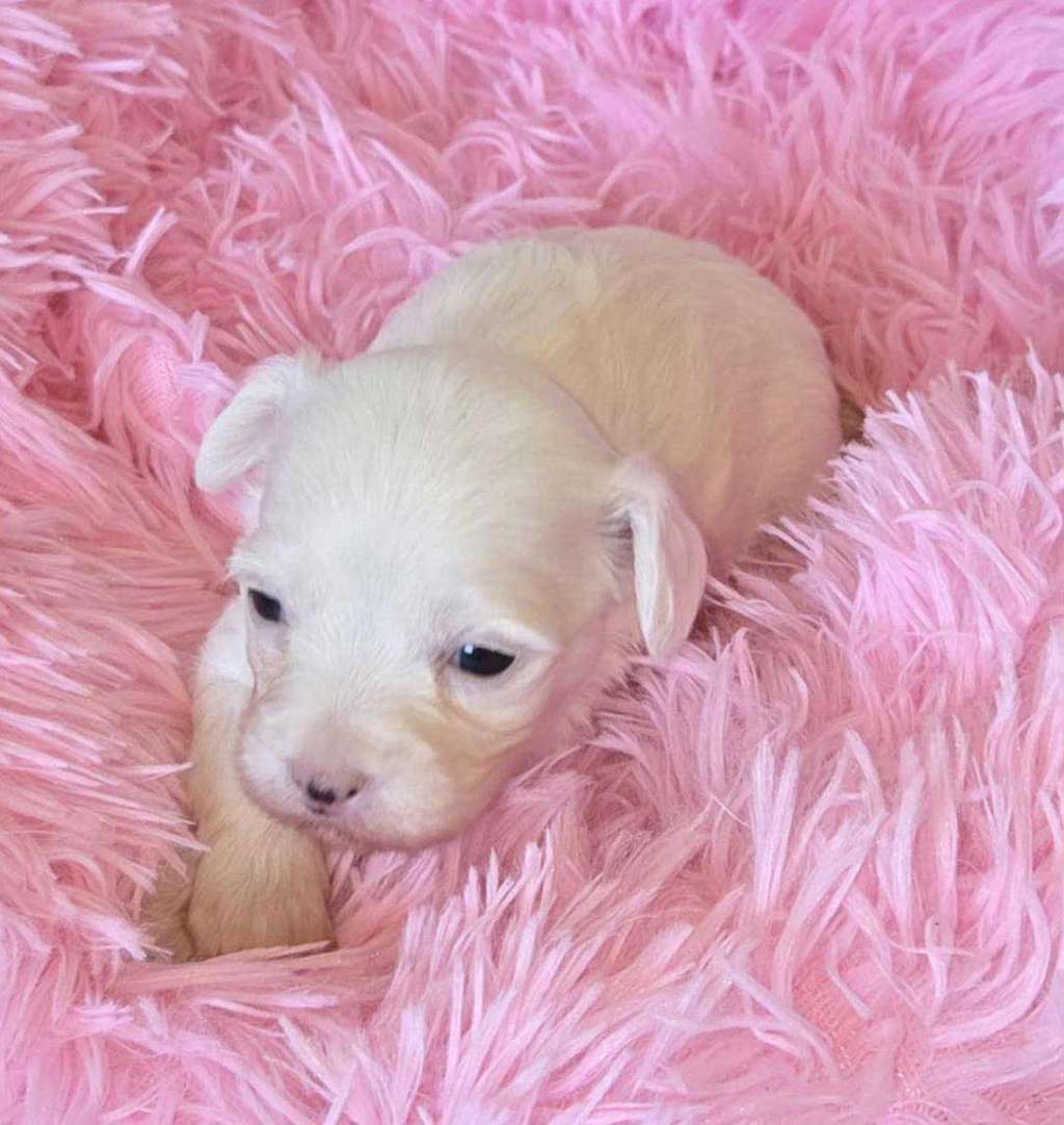 Suanho's Chirpy Chilula