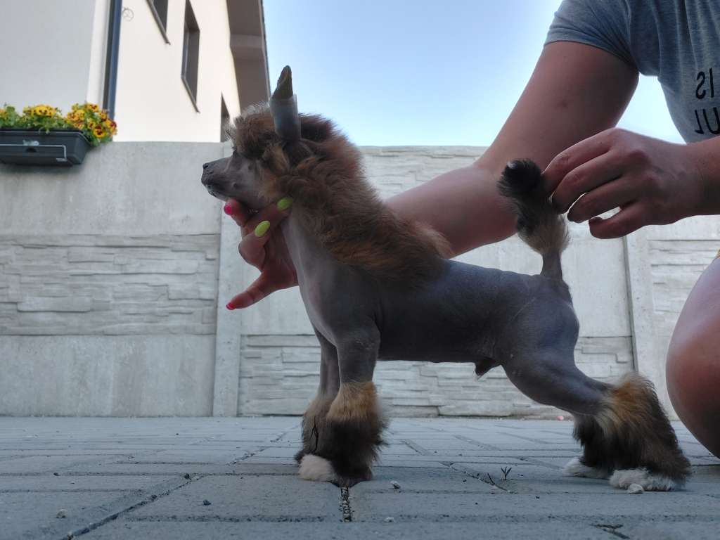 Endless Victory Gerardesky