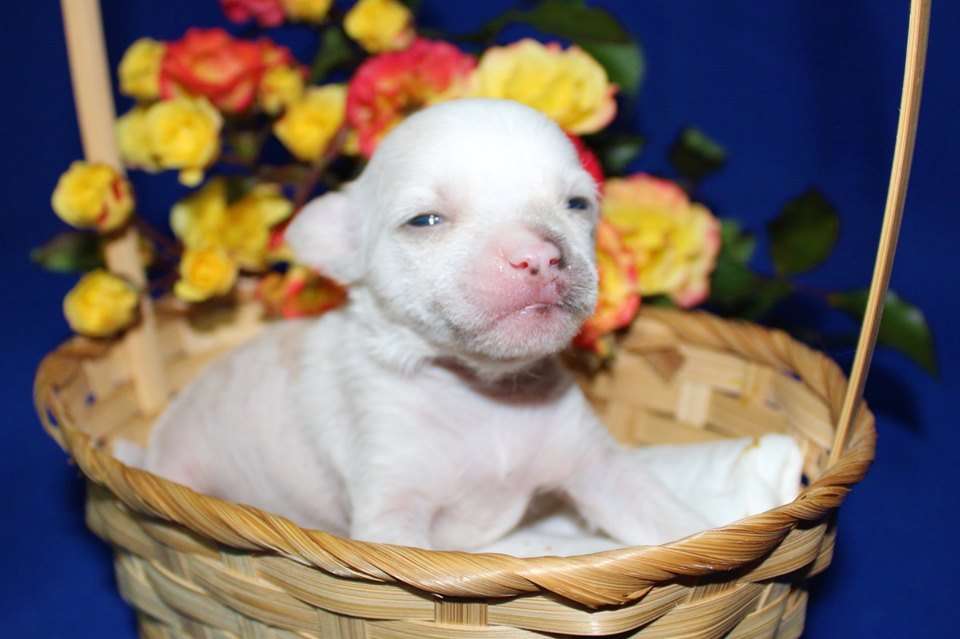 ...........dlya Liris