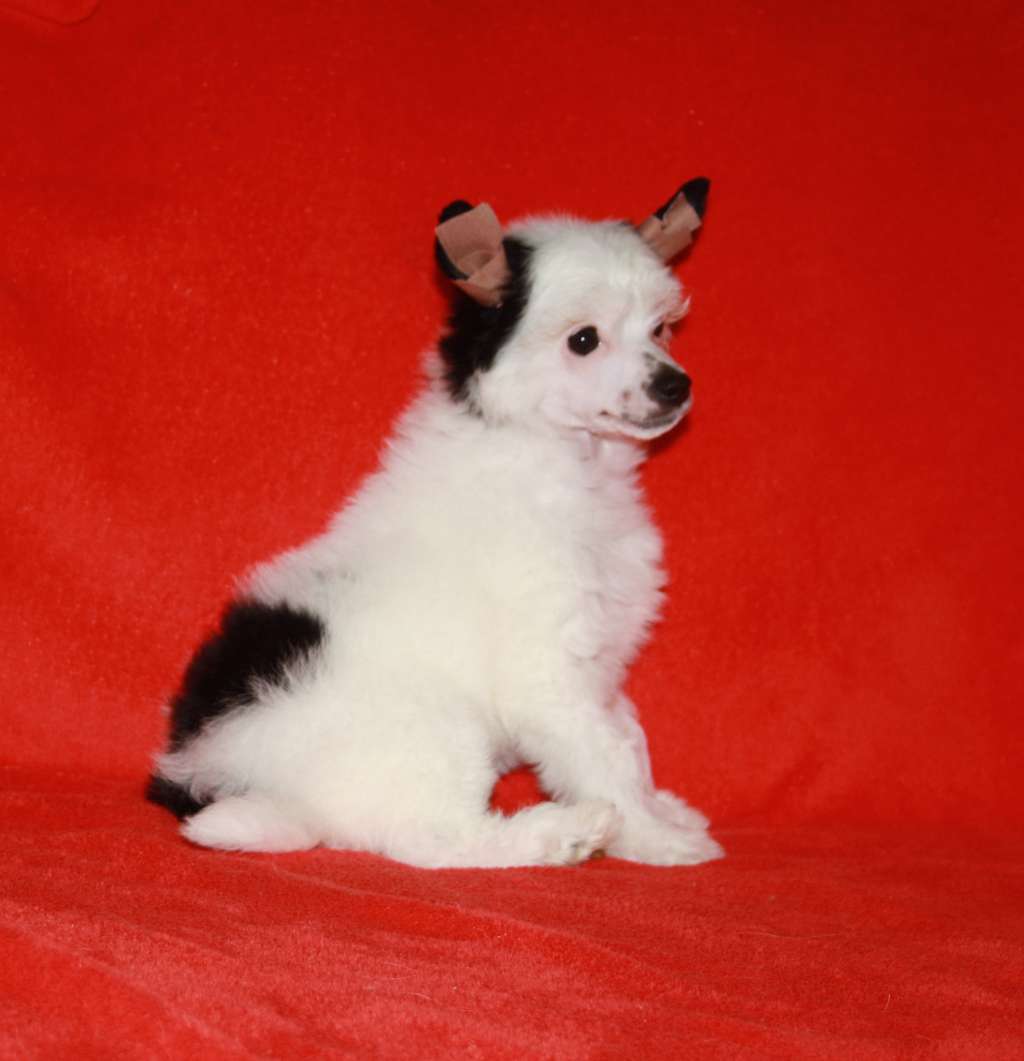 Charuyuschiy Soblazn Edgar